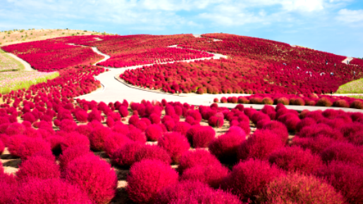 <Web割対象商品>【キングツアーバス旅】見渡す限り赤の絨毯!ひたち海浜公園もこもこコキアと絶景パワースポット大洗磯前神社&めんたいパーク〔京王八王子・秋川発〕1